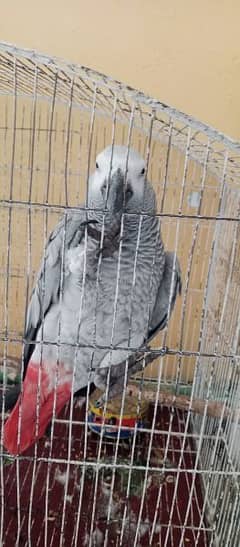 African Grey Parrot