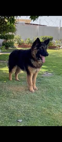 German Shepherd Double Coat Dog For Sale