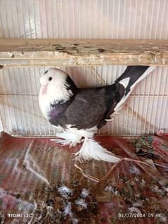 fancy pigeon for sale
