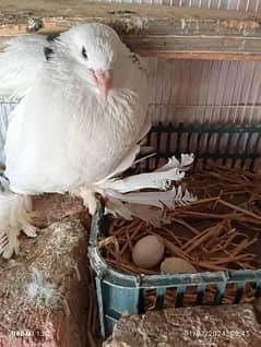 fancy pigeon for sale