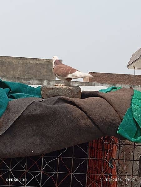 fancy pigeon for sale 2