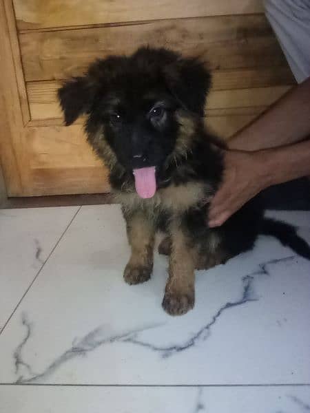 dog German Shepherd male female available puppy's for sale 2
