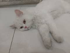 Persian Cat 9 months age, Trained and Vaccinated