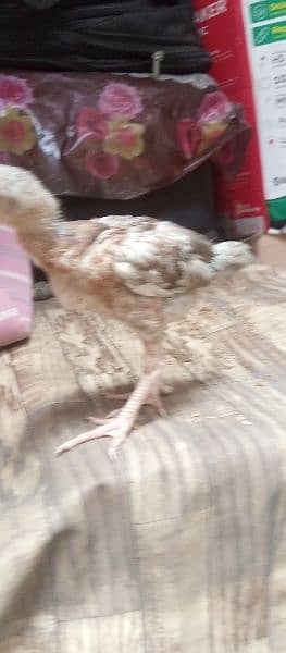 Aseel Chicks for sale 3