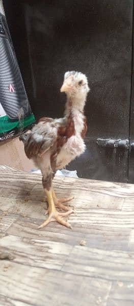 Aseel Chicks for sale 6