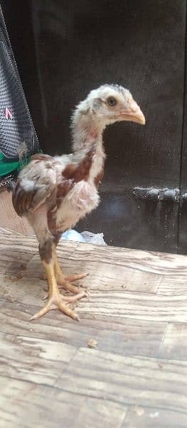 Aseel Chicks for sale 7