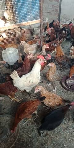 Golden Misri Hen for sale