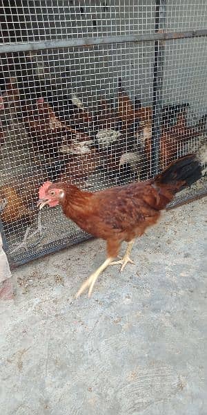 Golden Misri Hen for sale 1