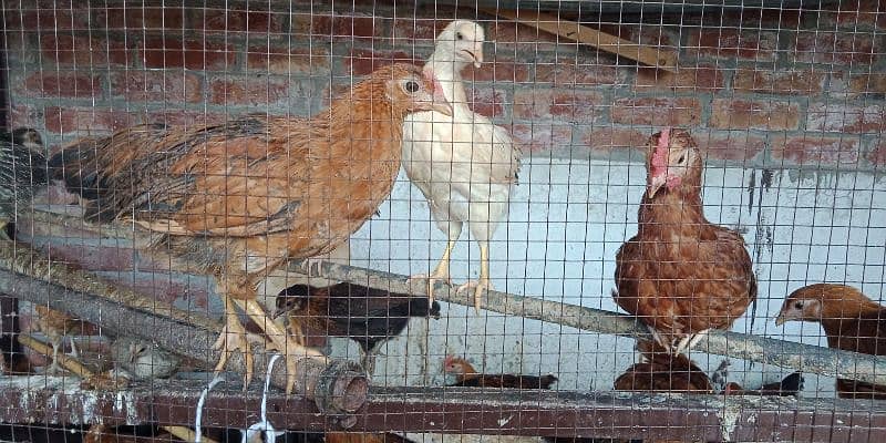 Golden Misri Hen for sale 3