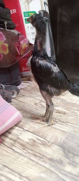 Aseel Chicks for sale 9