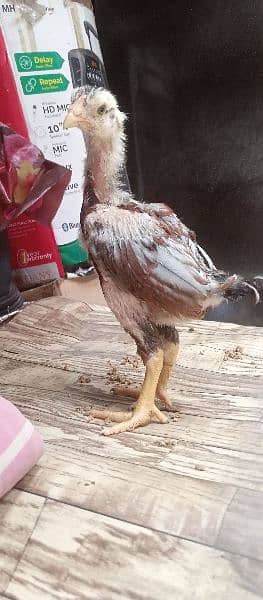 Aseel Chicks for sale 11