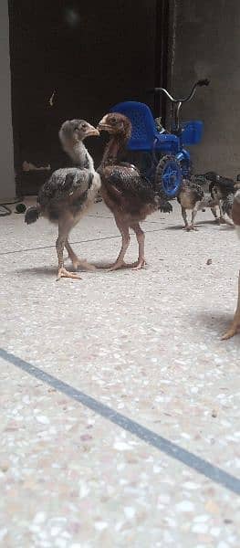 Aseel Chicks for sale 13