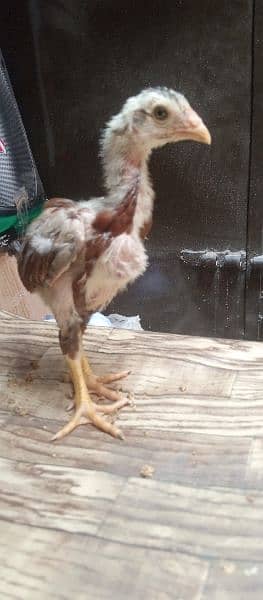 Aseel Chicks for sale 14