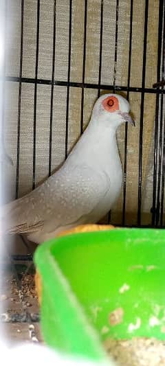 Red eye dove he breeder pair
