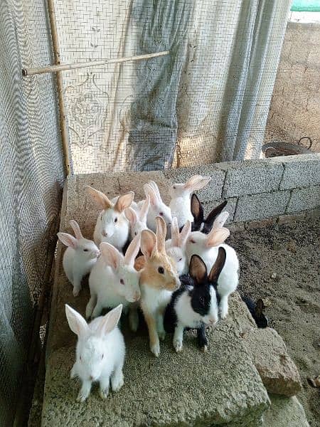 cute rabbits for sale in attock city 0