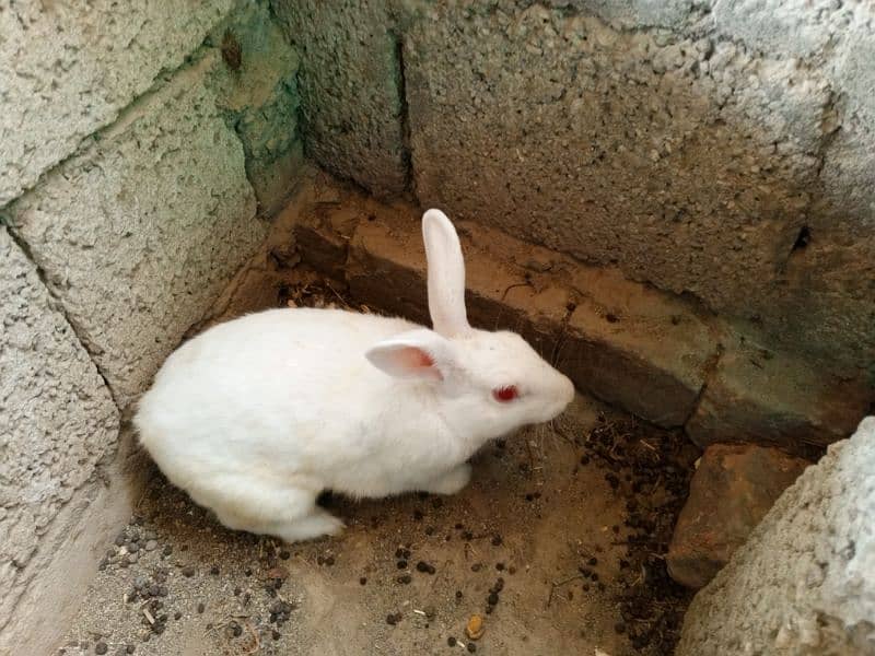 cute rabbits for sale in attock city 1