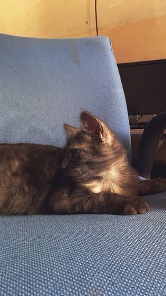 Black Grey Triple Coat persian cat (male) 0