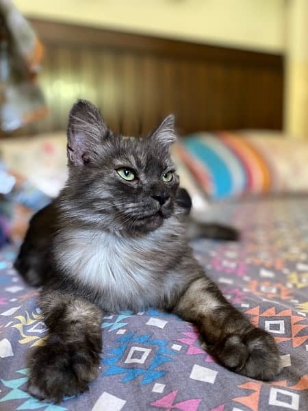 Black Grey Triple Coat persian cat (male) 1