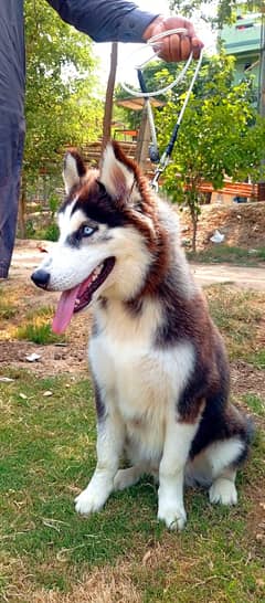 Siberian Husky Puppies - 5 mth old - wooly coat