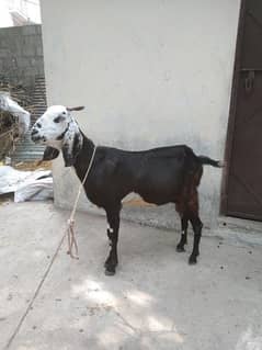 Male goat or path