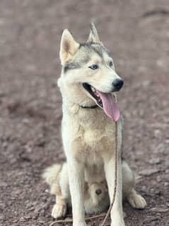 husky dog  18month age  exchange posible  with pire gultair