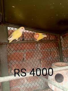 love bird breeder pairs for sale