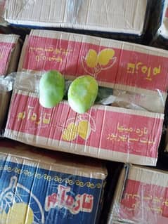 lagra amm mango export quality