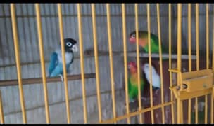 Charming Love Birds & Australian Parrots for Sale