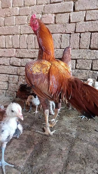 Aseel Roaster, Hen, Chicks 2