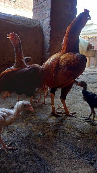 Aseel Roaster, Hen, Chicks 4