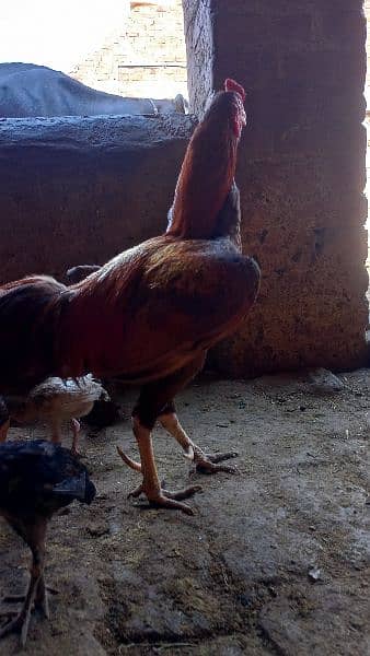 Aseel Roaster, Hen, Chicks 6