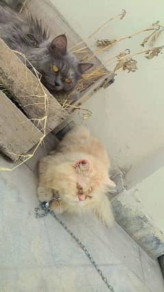 Persian cats / male & female / male age 8 month/ female age 10 month