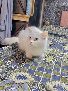 persian cat for sale price 8k