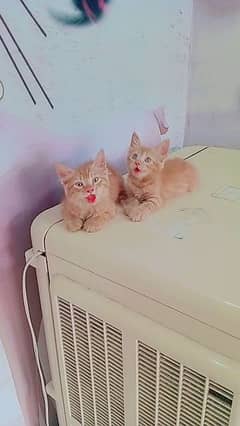 Persian double coated kittens 0