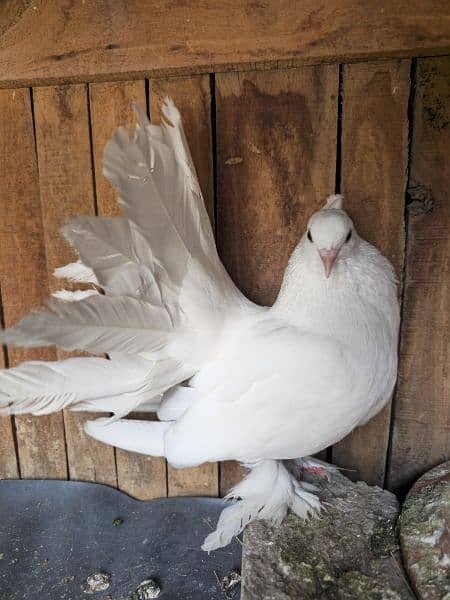 white indian breeder male 1