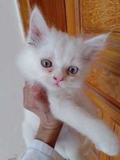 Oad eye Male Kitten Available for sale