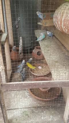 budgies