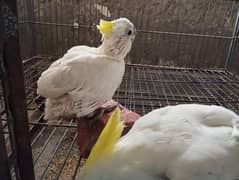 Triton Cockatoos available