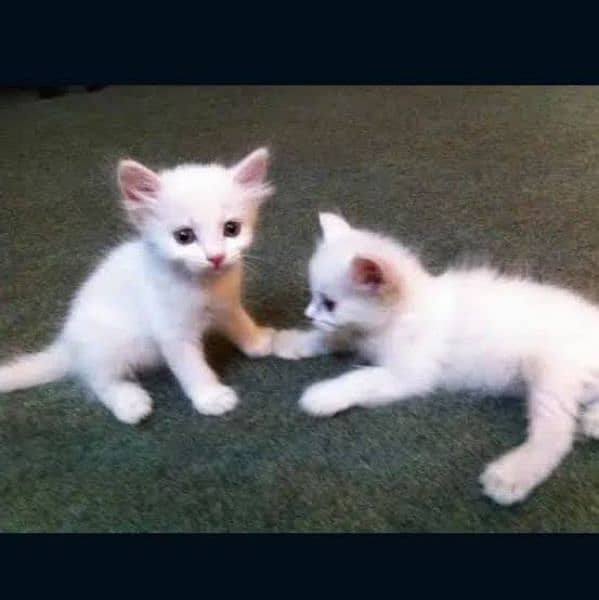 White Persian cats pair 0