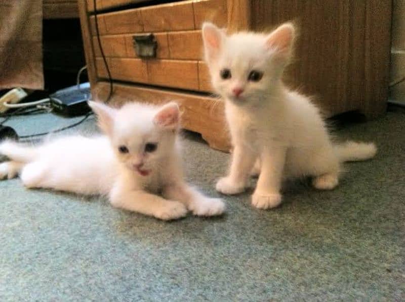White Persian cats pair 1