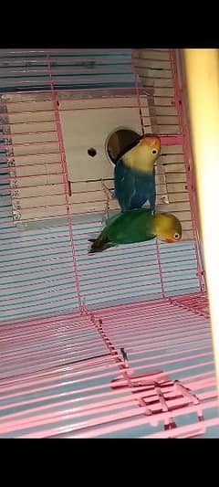 Parblue split ino breeder pair