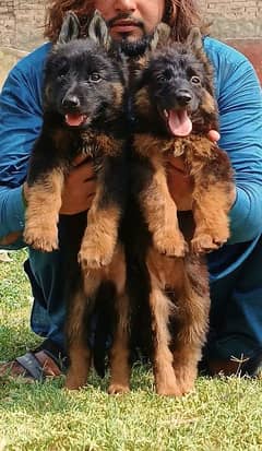 long coat German Shepherd fare 2 month for sale have is bone structure