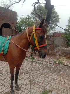 Pure desi female horse