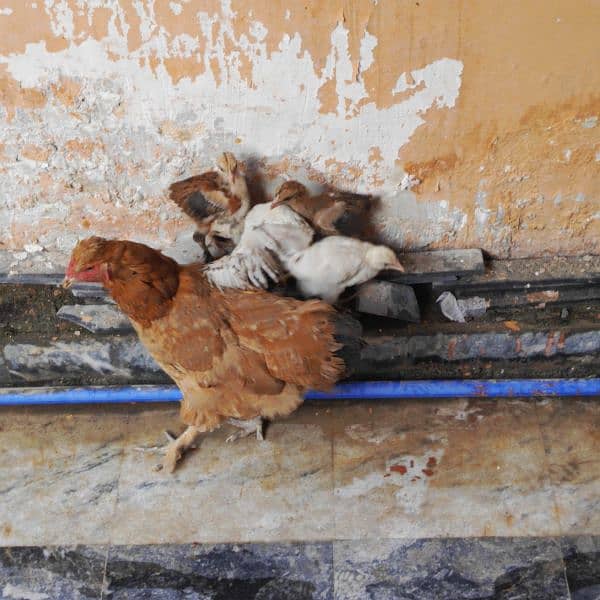 fancy  hen with 4 chicks. . . chicks age 1month 15 days 1