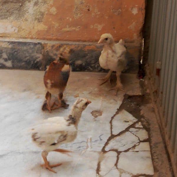 fancy  hen with 4 chicks. . . chicks age 1month 15 days 4