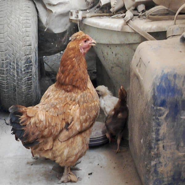 fancy  hen with 4 chicks. . . chicks age 1month 15 days 5