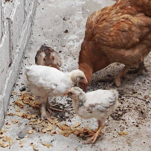fancy  hen with 4 chicks. . . chicks age 1month 15 days 7