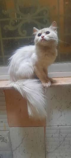 Persian kitten, female, 5 months age, vaccinated,