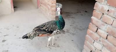 contact 03008771591 black shoulder peacock or hens ka jora murga/murgi