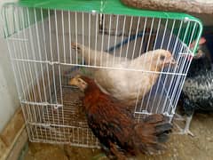 Three Desi Chicks With Cage